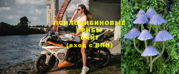 прущие грибы Новозыбков